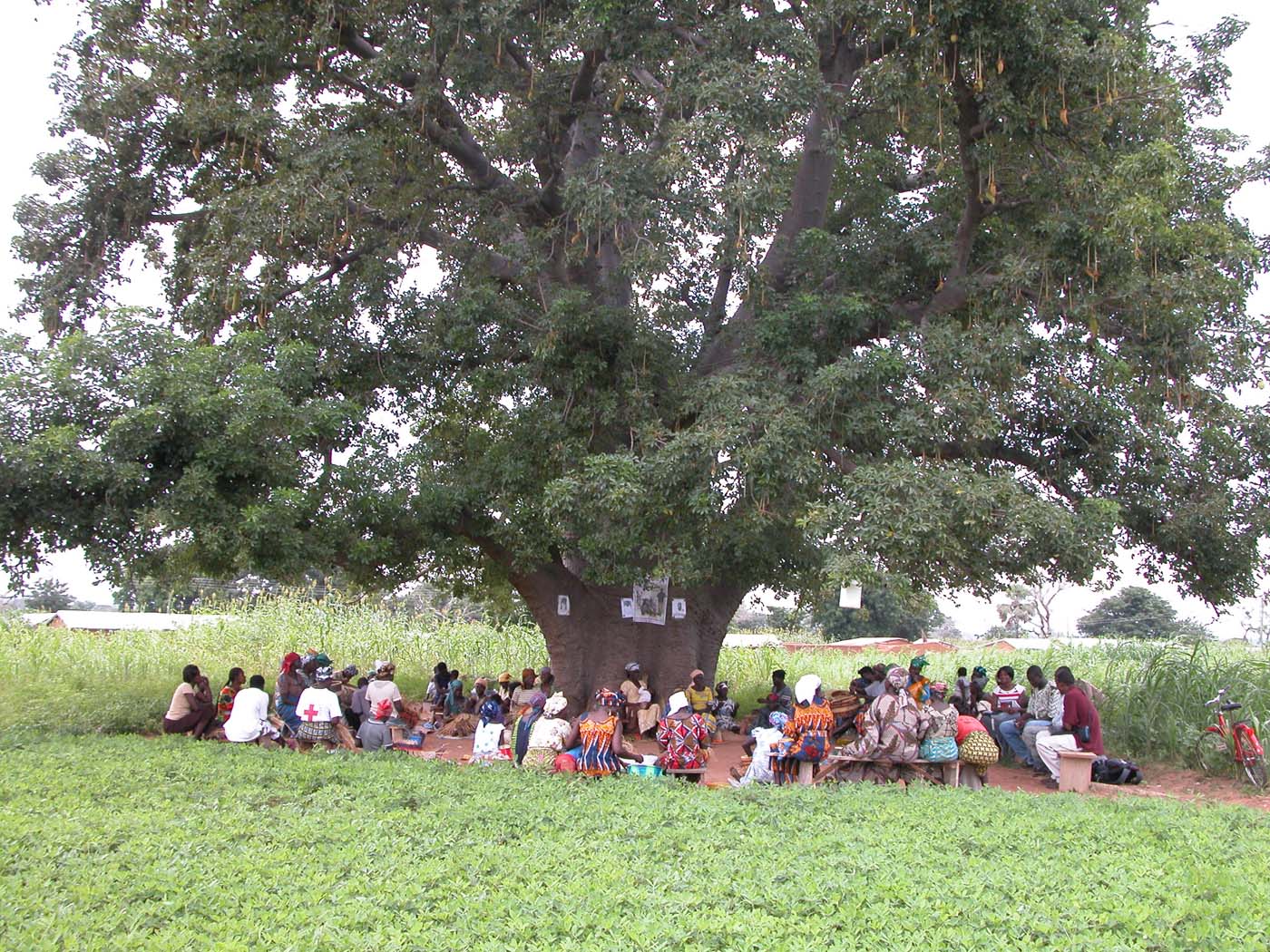 Weaving under the shade of a Baobab tree