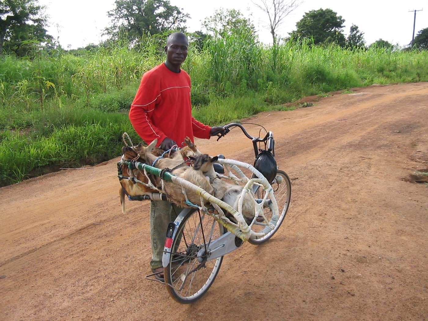 A bike adapted to carry goats